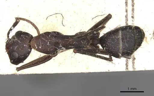 Camponotus maculatus specimen CASENT0910066 image casent0910066_1