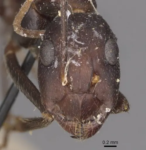 Camponotus maculatus specimen CASENT0910066 image casent0910066_2