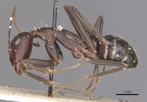 Camponotus maculatus specimen CASENT0910066 image casent0910066_3