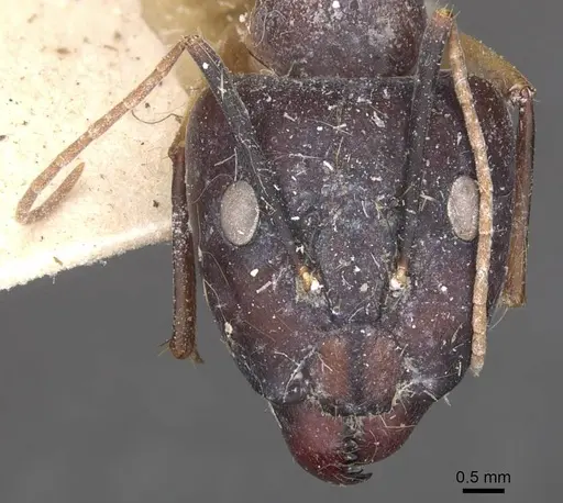 Camponotus maculatus specimen CASENT0910067 image casent0910067_2