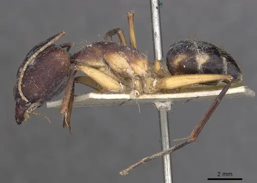 Camponotus maculatus specimen CASENT0910067 image casent0910067_3