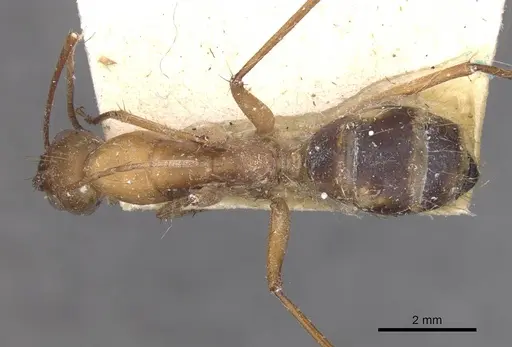 Camponotus maculatus specimen CASENT0910068 image casent0910068_1