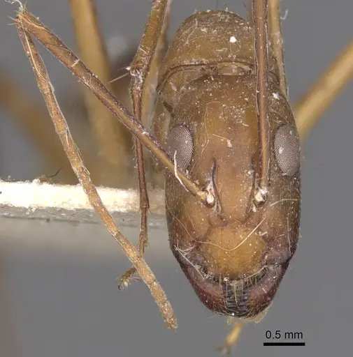 Camponotus maculatus specimen CASENT0910068 image casent0910068_2