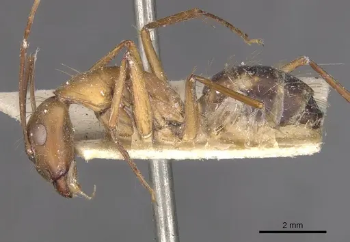Camponotus maculatus specimen CASENT0910068 image casent0910068_3