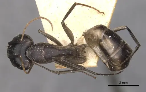 Camponotus maculatus specimen CASENT0910069 image casent0910069_1