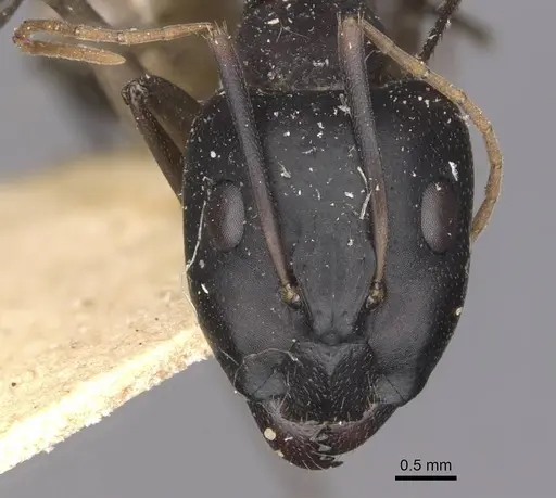 Camponotus maculatus specimen CASENT0910069 image casent0910069_2