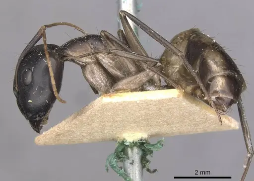 Camponotus maculatus specimen CASENT0910069 image casent0910069_3
