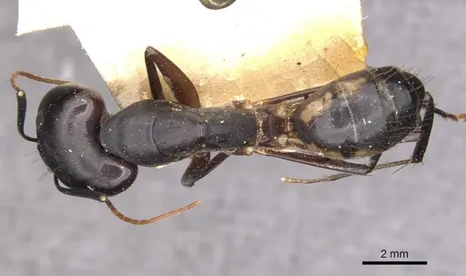 Camponotus maculatus specimen CASENT0910070 image casent0910070_1