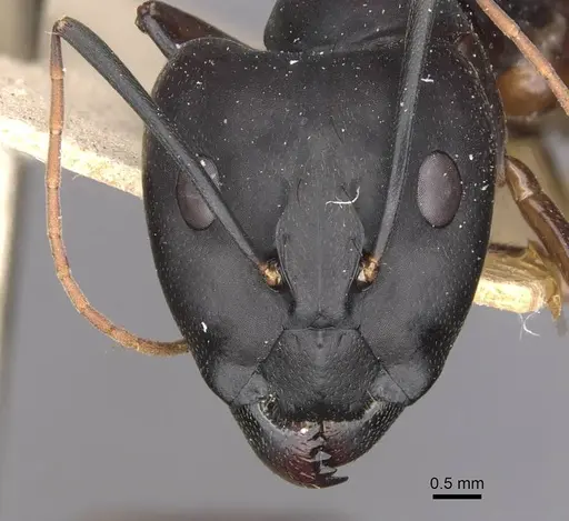 Camponotus maculatus specimen CASENT0910070 image casent0910070_2