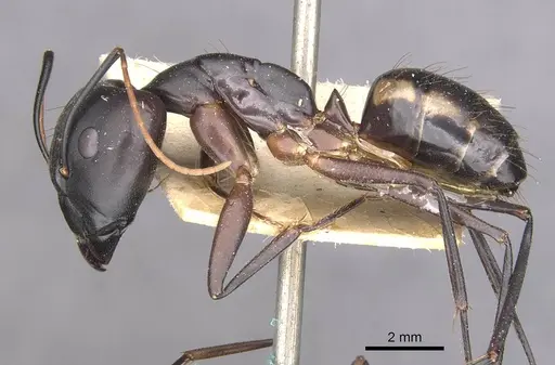 Camponotus maculatus specimen CASENT0910070 image casent0910070_3