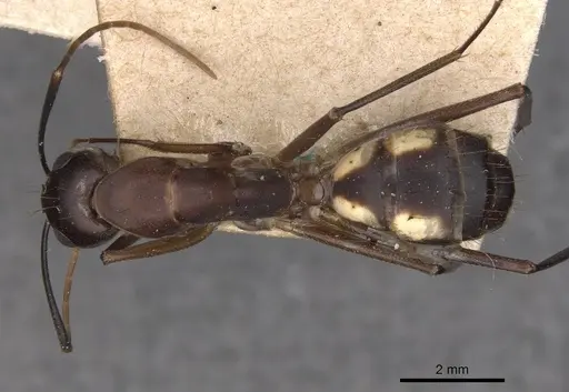 Camponotus maculatus specimen CASENT0910071 image casent0910071_1