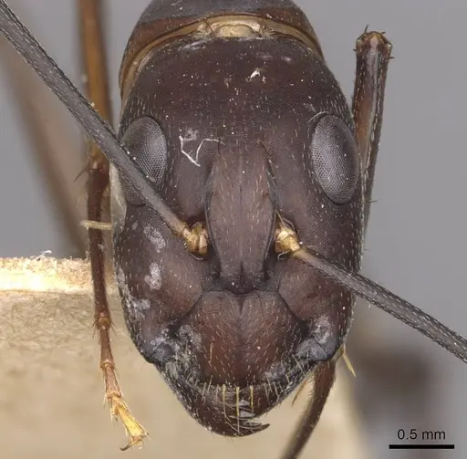 Camponotus maculatus specimen CASENT0910071 image casent0910071_2