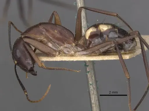 Camponotus maculatus specimen CASENT0910071 image casent0910071_3