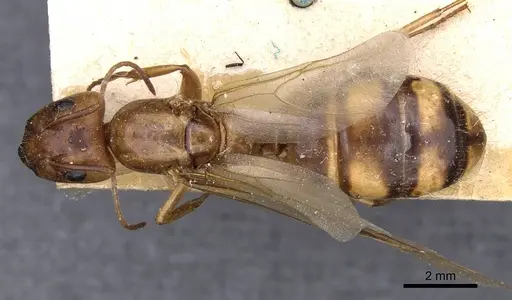 Camponotus maculatus specimen CASENT0910155 image casent0910155_1