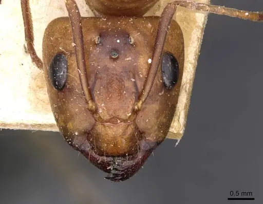 Camponotus maculatus specimen CASENT0910155 image casent0910155_2
