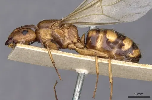 Camponotus maculatus specimen CASENT0910155 image casent0910155_3