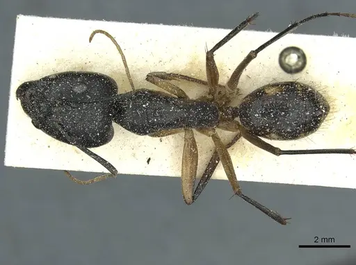 Camponotus maculatus specimen CASENT0911966 image casent0911966_1
