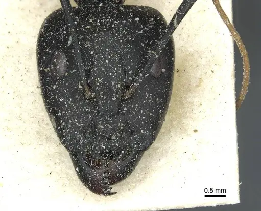 Camponotus maculatus specimen CASENT0911966 image casent0911966_2