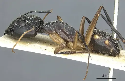 Camponotus maculatus specimen CASENT0911966 image casent0911966_3