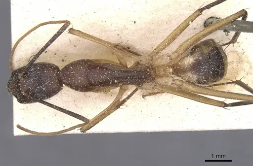 Camponotus maculatus specimen CASENT0911967 image casent0911967_1