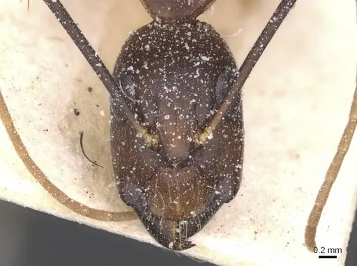Camponotus maculatus specimen CASENT0911967 image casent0911967_2