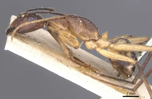 Camponotus maculatus specimen CASENT0911967 image casent0911967_3