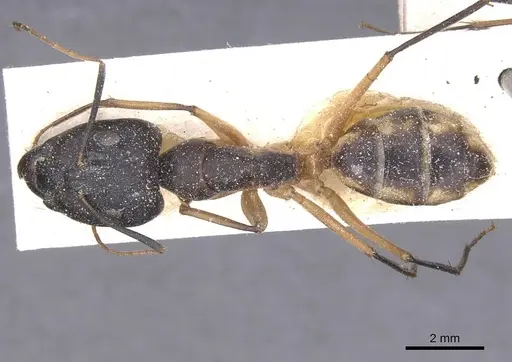 Camponotus maculatus specimen CASENT0911968 image casent0911968_1