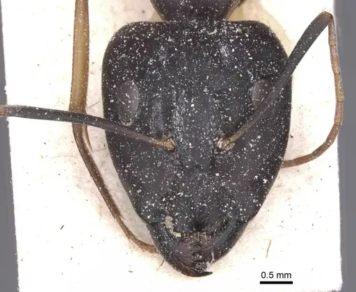 Camponotus maculatus specimen CASENT0911968 image casent0911968_2