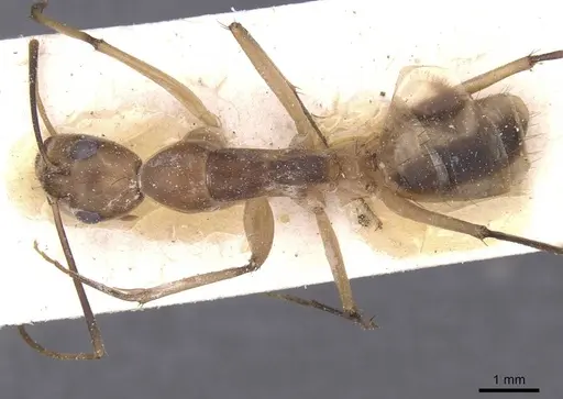 Camponotus maculatus specimen CASENT0911969 image casent0911969_1