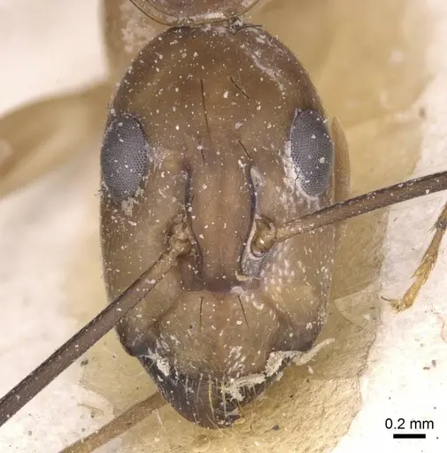 Camponotus maculatus specimen CASENT0911969 image casent0911969_2