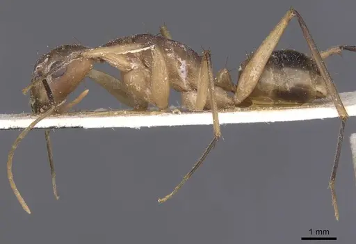 Camponotus maculatus specimen CASENT0911969 image casent0911969_3