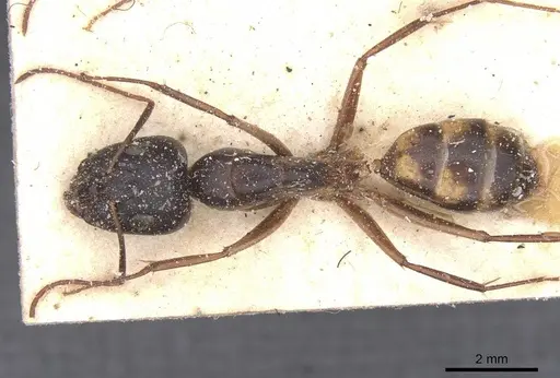 Camponotus maculatus specimen CASENT0911970 image casent0911970_1