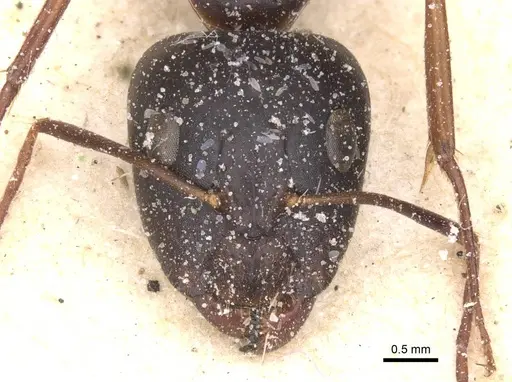 Camponotus maculatus specimen CASENT0911970 image casent0911970_2