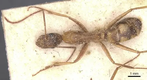 Camponotus maculatus specimen CASENT0911971 image casent0911971_1