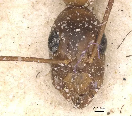 Camponotus maculatus specimen CASENT0911971 image casent0911971_2