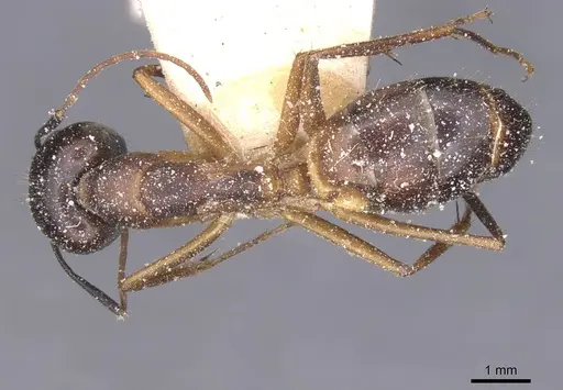 Camponotus maculatus specimen CASENT0911972 image casent0911972_1