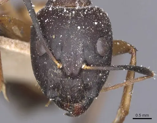Camponotus maculatus specimen CASENT0911972 image casent0911972_2