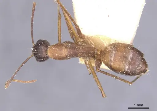 Camponotus maculatus specimen CASENT0911973 image casent0911973_1