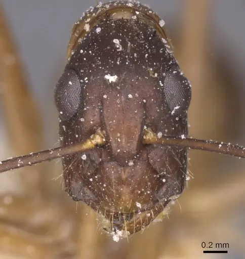 Camponotus maculatus specimen CASENT0911973 image casent0911973_2