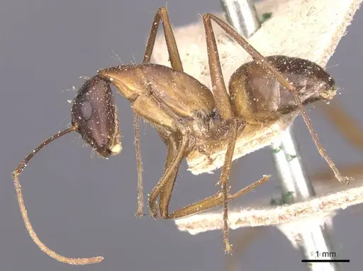 Camponotus maculatus specimen CASENT0911973 image casent0911973_3