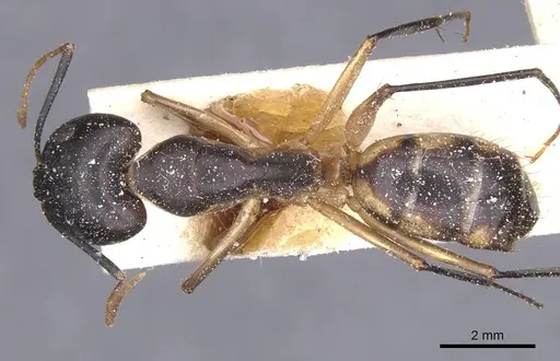 Camponotus maculatus specimen CASENT0911974 image casent0911974_1
