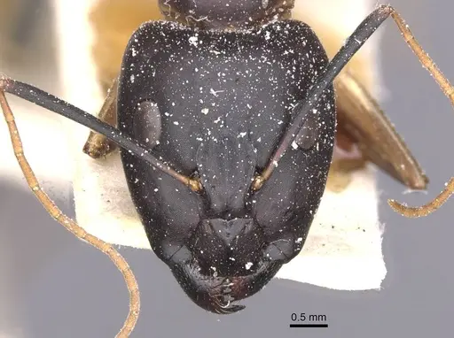 Camponotus maculatus specimen CASENT0911974 image casent0911974_2