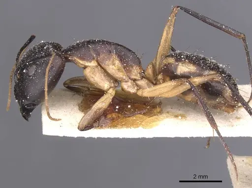 Camponotus maculatus specimen CASENT0911974 image casent0911974_3