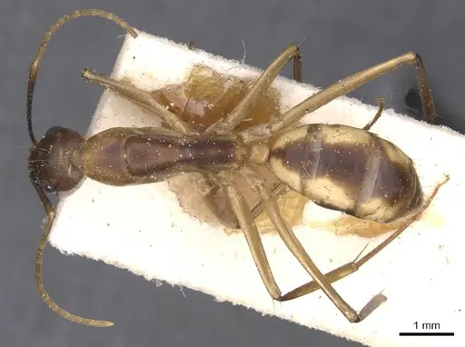 Camponotus maculatus specimen CASENT0911975 image casent0911975_1