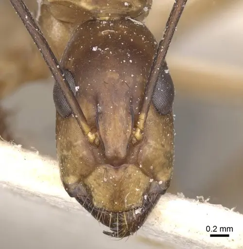Camponotus maculatus specimen CASENT0911975 image casent0911975_2