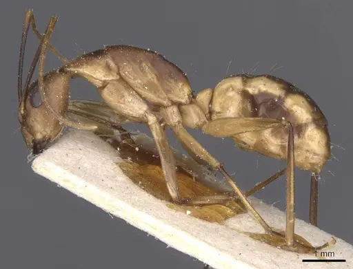 Camponotus maculatus specimen CASENT0911975 image casent0911975_3