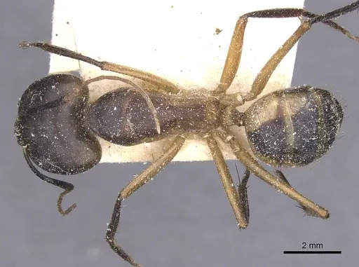 Camponotus maculatus specimen CASENT0911976 image casent0911976_1
