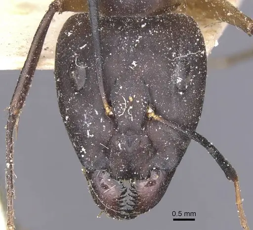 Camponotus maculatus specimen CASENT0911976 image casent0911976_2