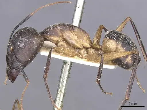 Camponotus maculatus specimen CASENT0911976 image casent0911976_3