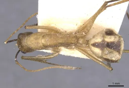 Camponotus maculatus specimen CASENT0911977 image casent0911977_1